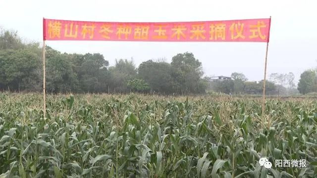 塘口鎮(zhèn)橫山村冬種甜玉米種植示范基地。
