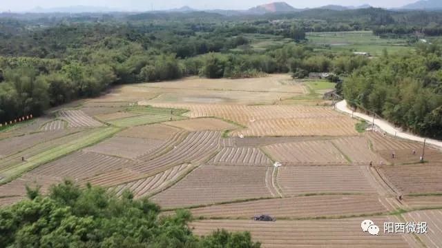 塘口鎮(zhèn)農(nóng)村丟荒地變耕地。