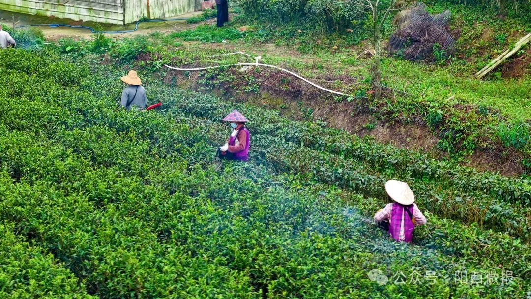 文章配圖