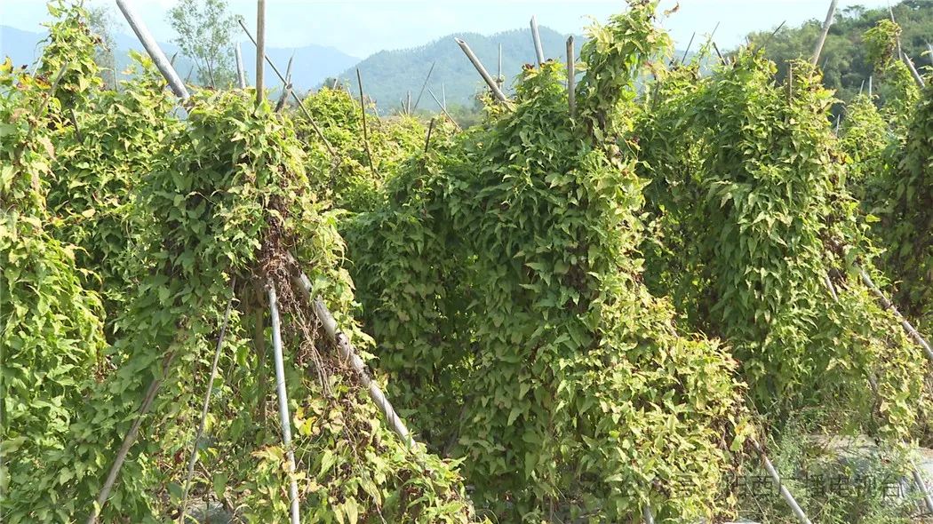 文章配圖