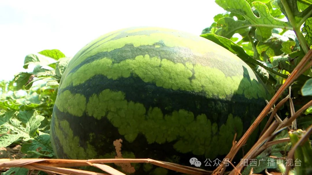 文章配圖