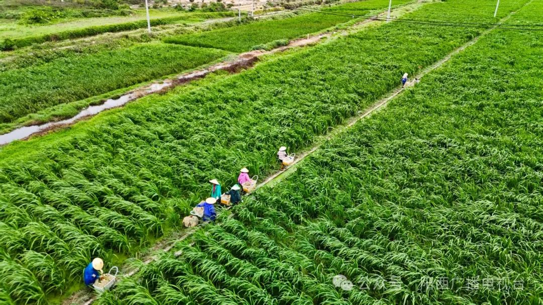 文章配圖