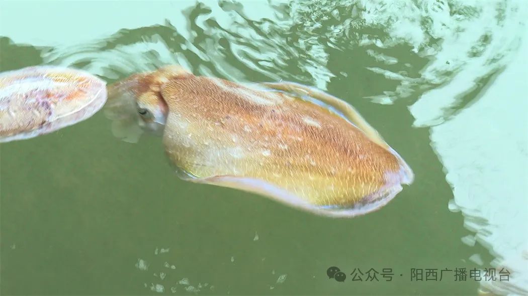 文章配圖