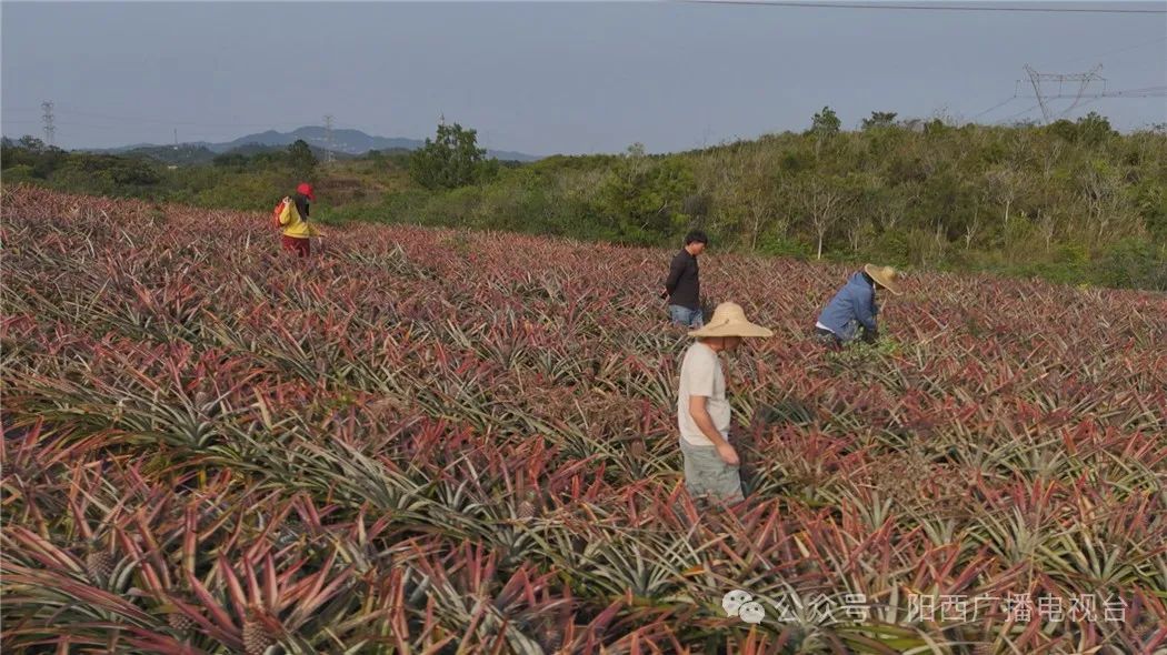 文章配圖