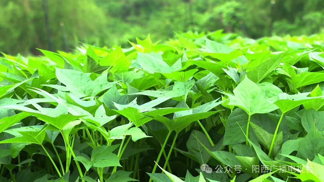 文章配圖