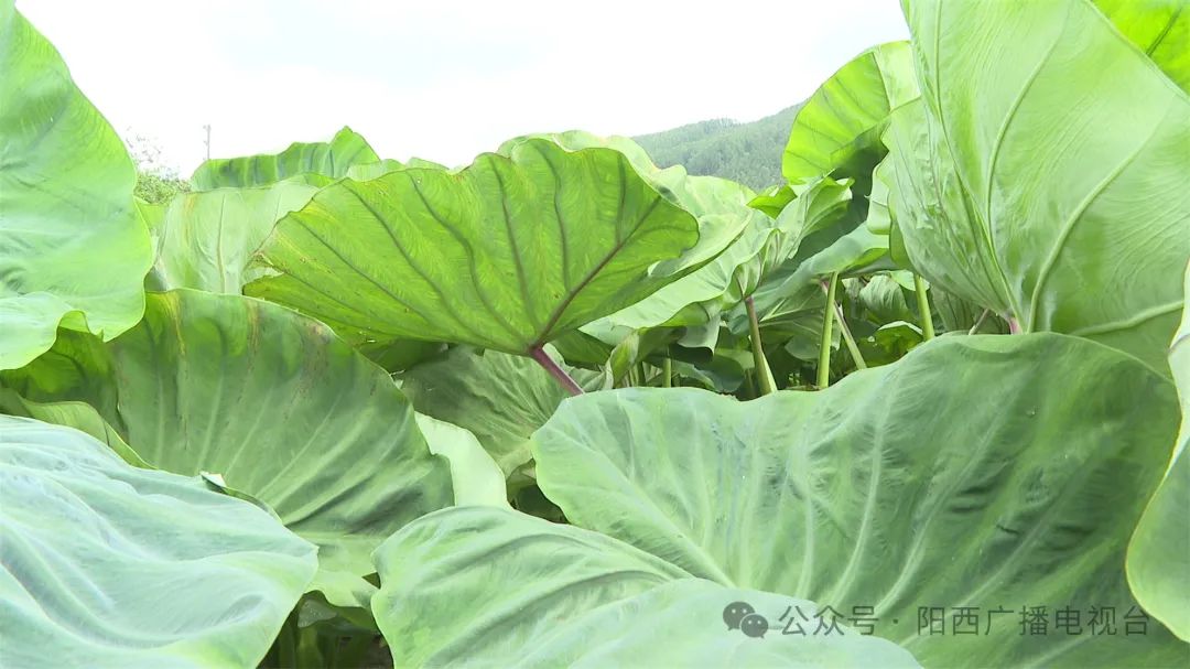 文章配圖