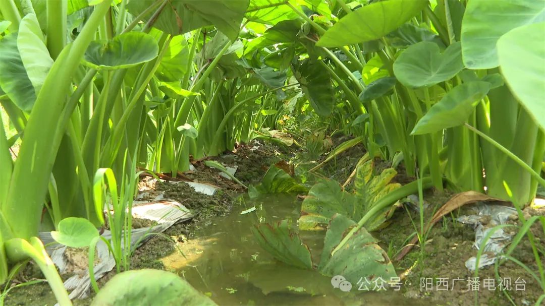 文章配圖