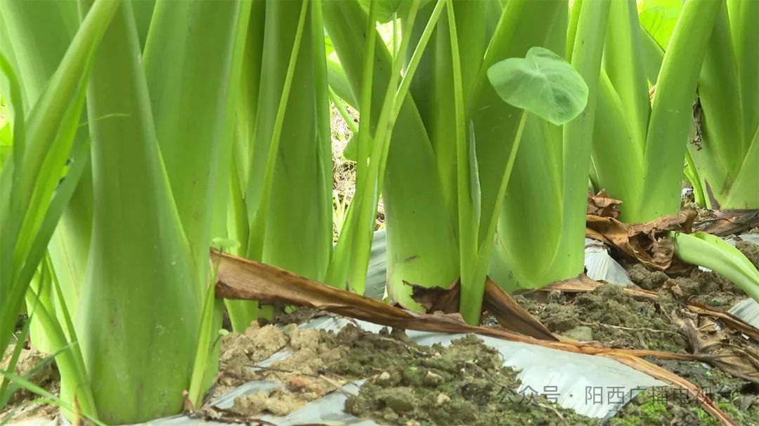 文章配圖