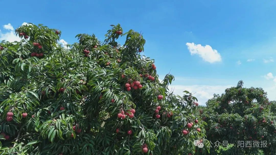 硒含量比標(biāo)準(zhǔn)高出4倍！陽西富硒荔枝走俏全國市場